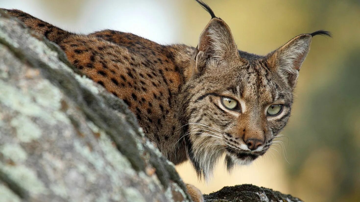 Lynx Рысь. Пиренейская и Иберийская Рысь. Иберийская (испанская) Рысь. Обыкновенная Рысь Lynx Lynx. Приснилась рысь