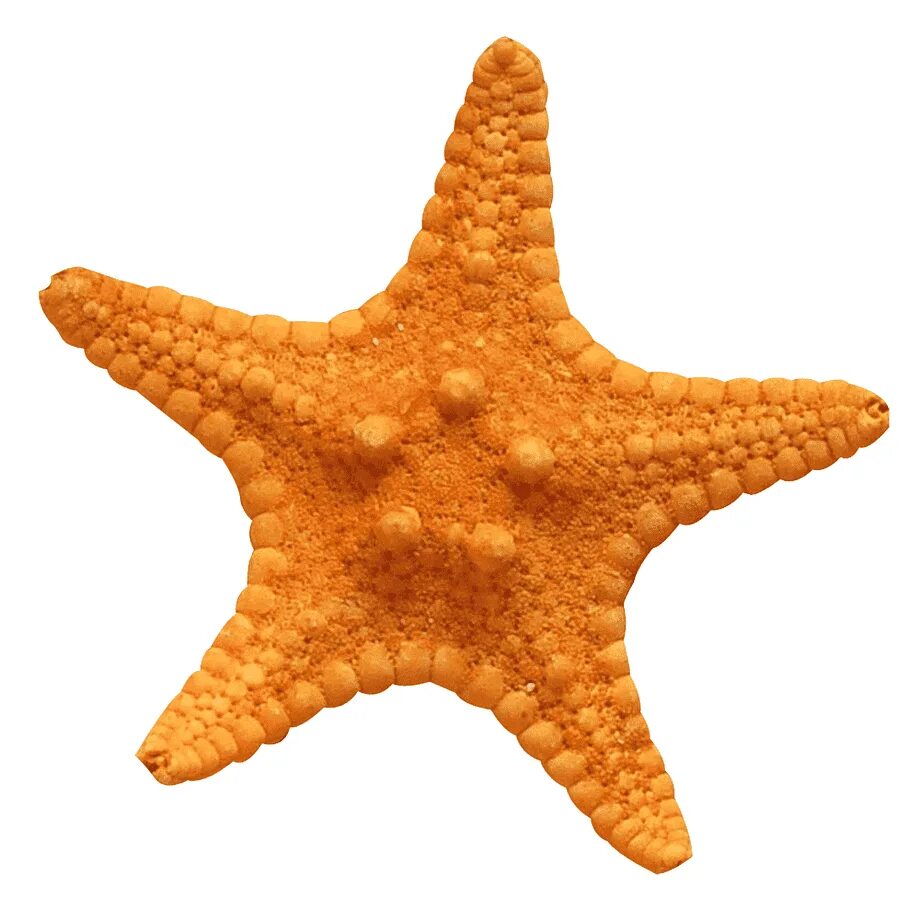 Морские звезды без. Морская звезда - Starfish. Оранжевая морская звезда. Морская звезда на белом фоне. Морская звезда для детей.