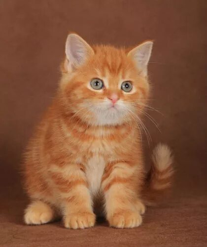 Скоттиш страйт красная мраморная. Скоттиш страйт рыжий. Шотландская прямоухая рыжий кот. Шотландский скоттиш страйт. Шотландский скоттиш страйт.
