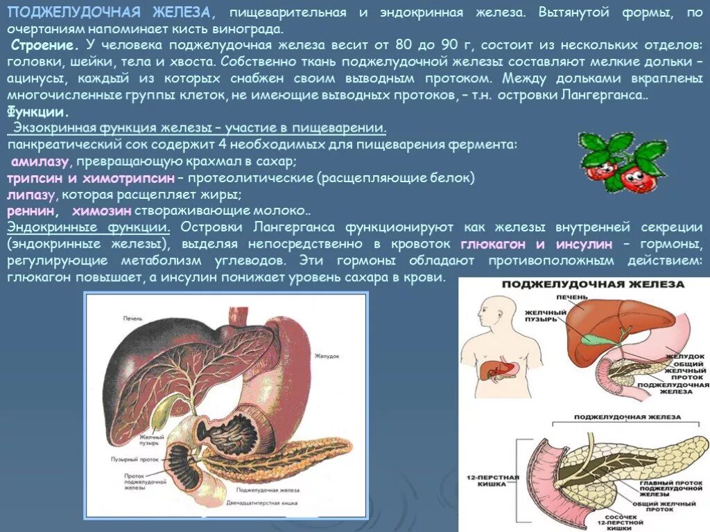 Строение и функции желез пищеварительной системы. Строение пищеварительных желез анатомия. Железы пищеварительного тракта физиология. Пищеварительная система человека поджелудочная железа. Строение и функции пищеварительных желез