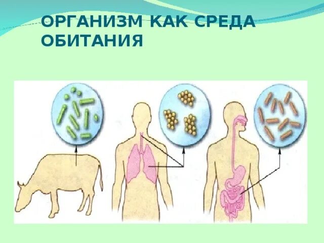 Организм как среда обитания. Организм как среда обитан. Организмы как среда обитания организмы. Организм как средаобмтания.