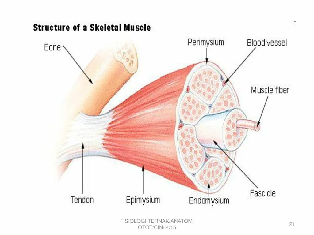 Мышечные оболочки эндомизий. Соединительнотканная оболочка мышцы эндомизий. Мышцы эндомизий перимизий эпимизий. Перимизий скелетной мышцы.