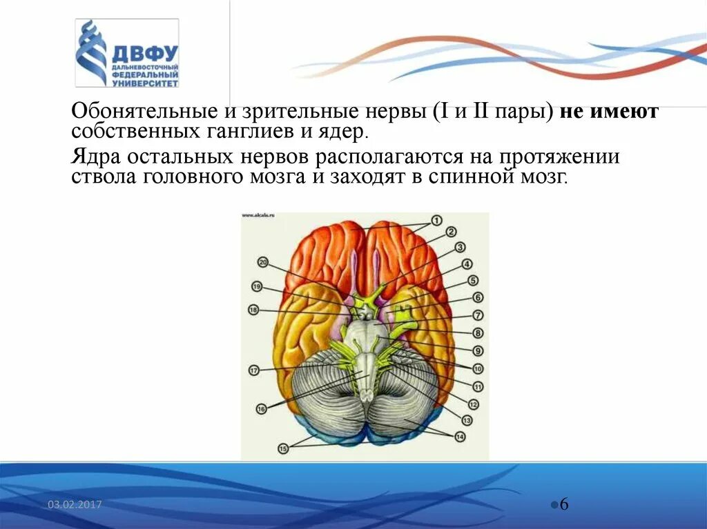 Расположение ядер обонятельного нерва. Расположение ядер зрительного нерва. Обонятельный нерв строение ядра. Обонятельный черепно-мозговой нерв.