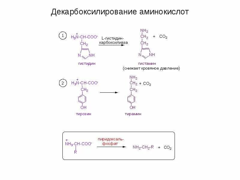 Образование комплексов аминокислот. Декарбоксилирования аминокислоты тирозина. схемы реакций декарбоксилирования аминокислот. декарбоксилирование аминокислот биохимия схема. декарбоксилирование аминокислот схема.