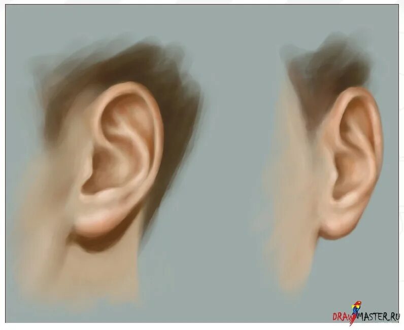 Ухо референс. Ухо. Ухо спереди. Ухо референс. Хо.