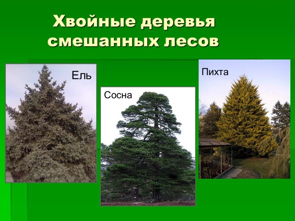 Какие есть группы лесов. Ель сосна пихта. Сосна пихта ольха лиственница. Ель пихта лиственница. Ель пихта сосна береза.