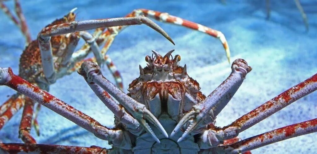 японский краб-паук / macrocheira kaem. японский краб-паук / macrocheira kaem. японский краб паук самый большой в мире. большие членистоногие. японский краб макрохейра.