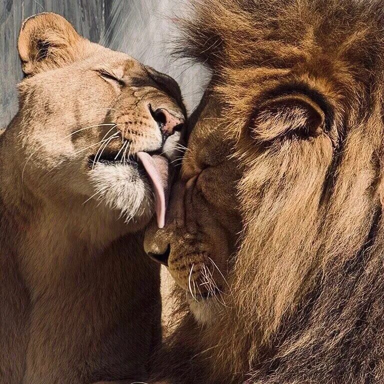 лев обои. лев львица и львенок. леви львица. объятия животных. лев и львица.