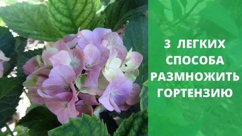 Можно ли укоренить гортензию осенью черенками