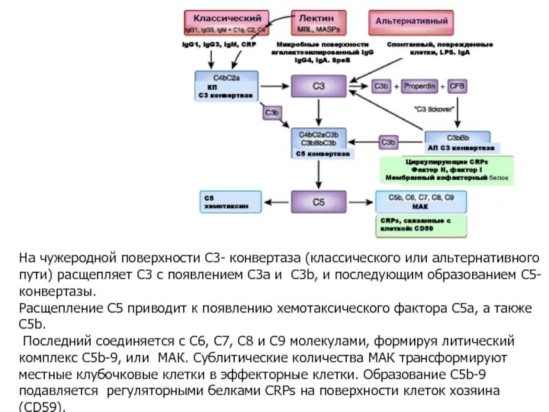 Компонентный состав с3 конвертазы. Реакция образования c3 конвертазы. С5 конвертаза классического пути. С5 конвертаза альтернативного пути.