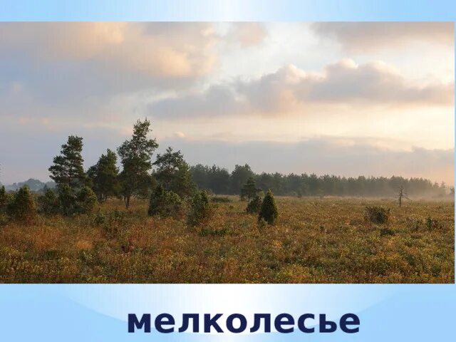 Мелколесье степь и дали. Есенин мелколесье. есенин мелколесье степь. мелколесье лес и степь. мелколесье фото.