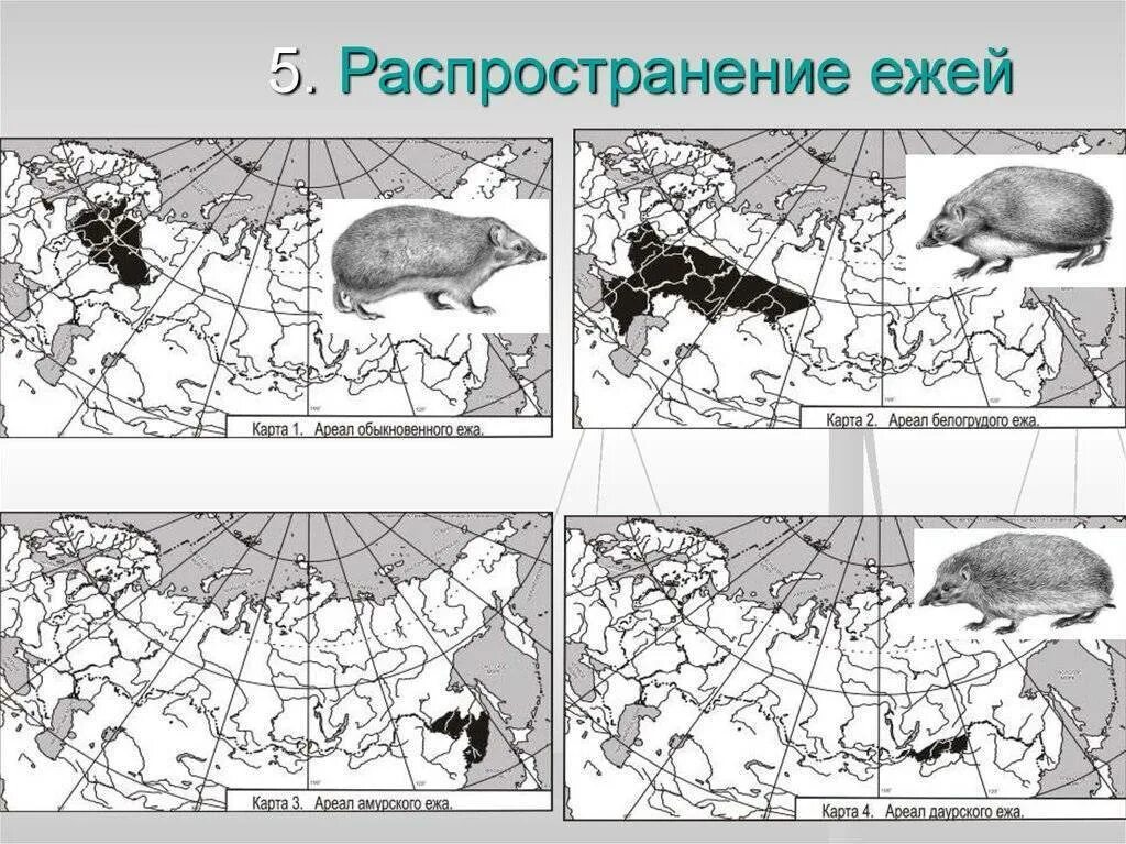 Распространение млекопитающих