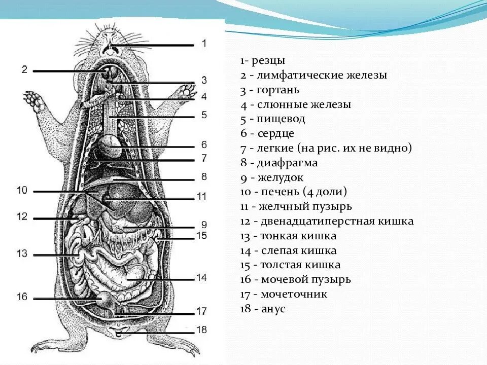 Строение хомяка. Строение тела морской свинки органы. Строение морской свинки анатомия. Анатомическое строение морской свинки. Строение джунгарского хомяка Анатомическое.