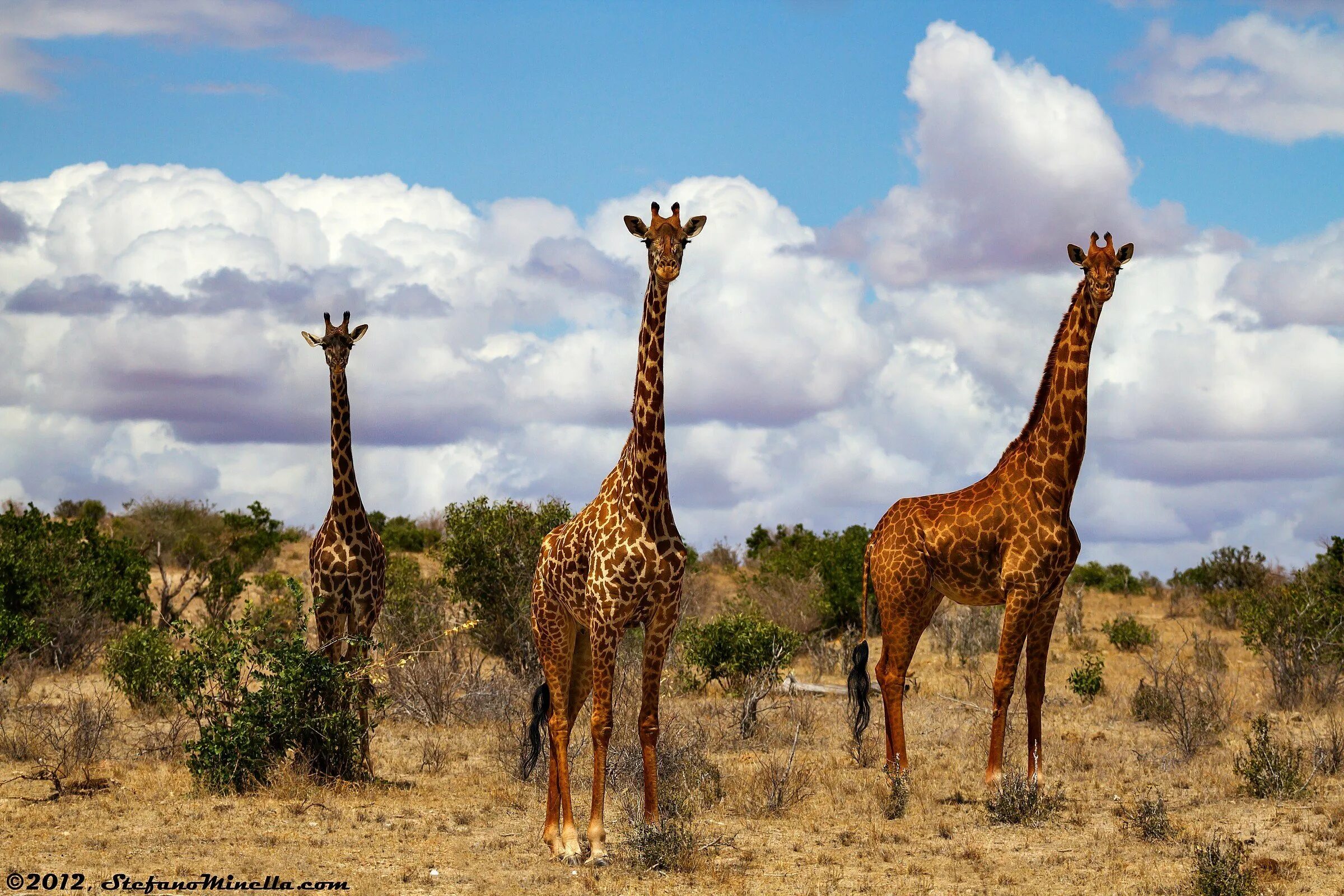 жираф отряд млекопитающих. жираф во весь рост. жираф карлик. уникальное животное жираф и удивительное растение. баобаб в саванне африки.