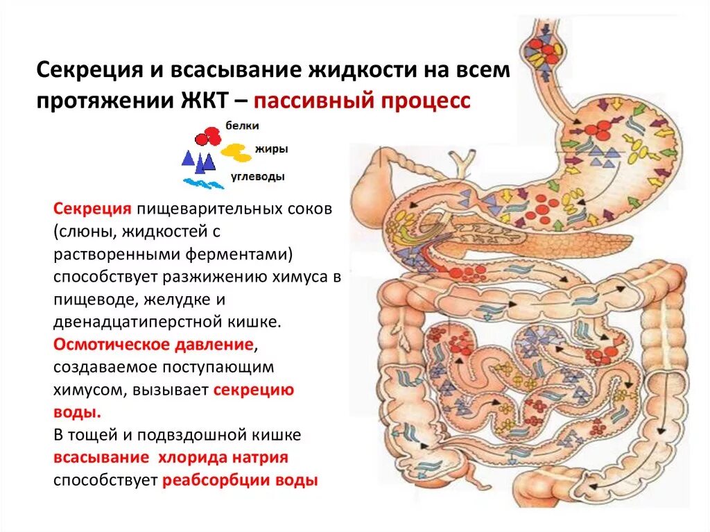 Желудочно кишечный тракт. Секреция в ЖКТ это. Секреторная функция пищеварительного тракта. Кишечное пищеварение всасывание. Всасывание воды происходит в желудке