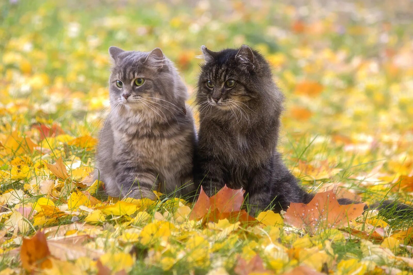 Два кота бегут. Кошки осенью. Осенний кот. Кошка на природе. Коты и осень.