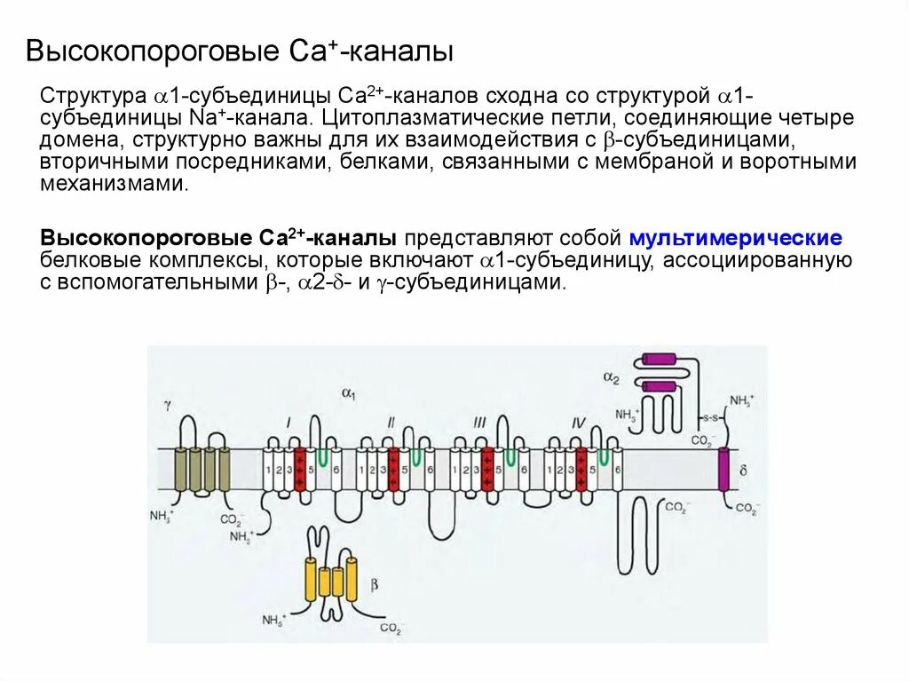 Канал ка 2. Са каналы. Молекулярное строение каналов. Высокопороговые кальциевые каналы. Потенциалзависимые са2+-каналы..