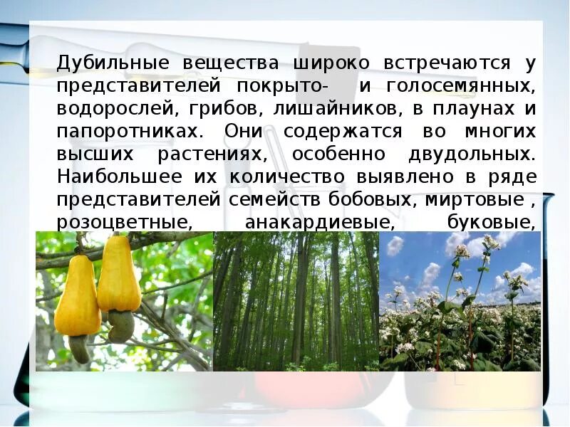 Дубильные вещества в растениях. Растения содержащие дубильные вещества. Дубильные дикорастущие растения. Дубильные растения названия. Дубильные растения примеры