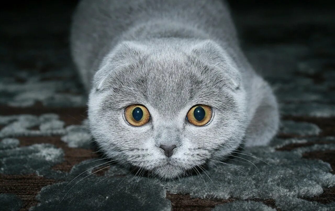 виво х фолд. Vivo x fold 2. Vivo складной x fold. Vivo fold.