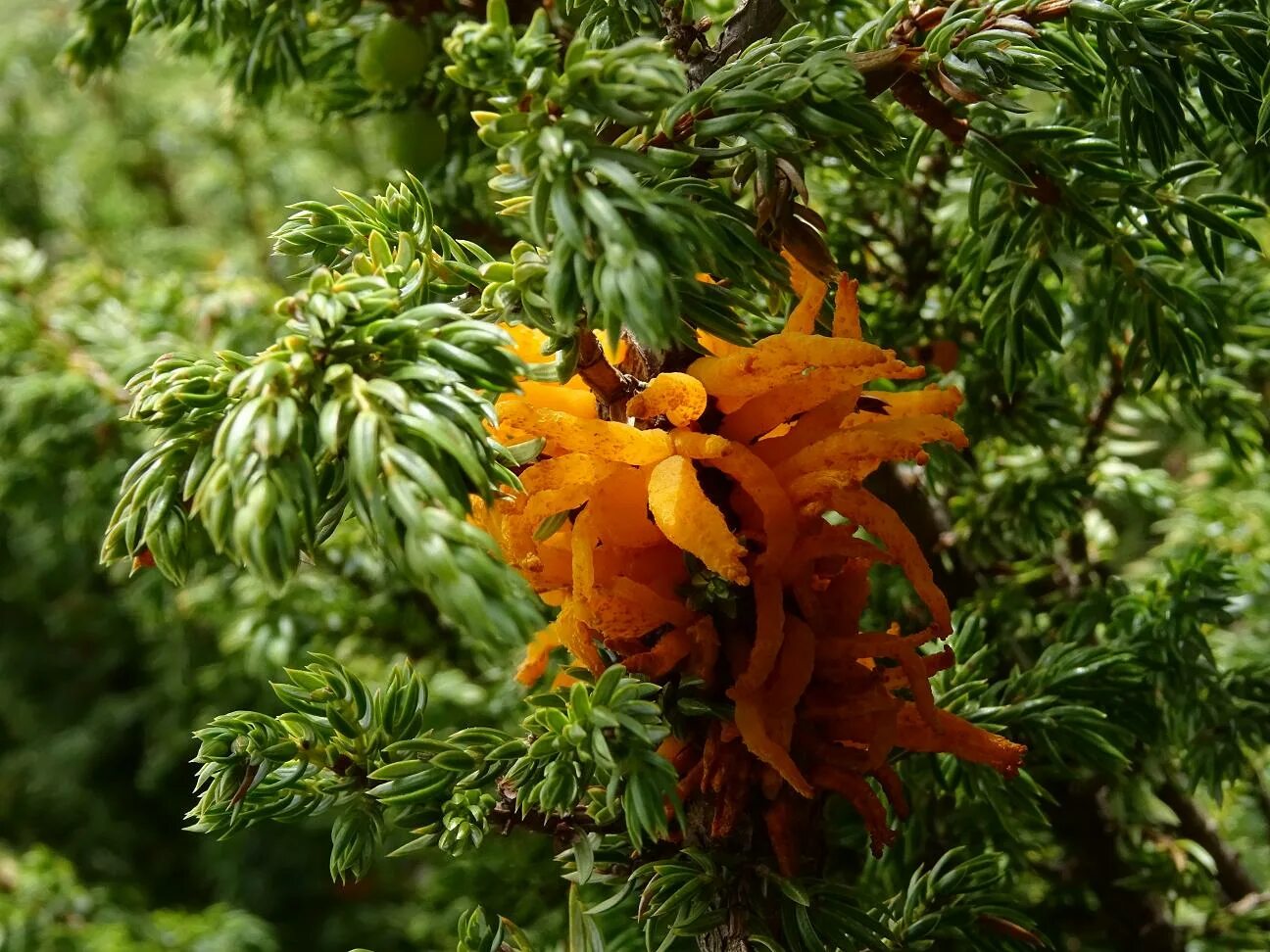 Ржавчина можжевельника. Ржавчинный гриб на можжевельнике. Gymnosporangium clavariiforme. Gymnosporangium sabinae на можжевельнике. Ржавчина на можжевельнике.