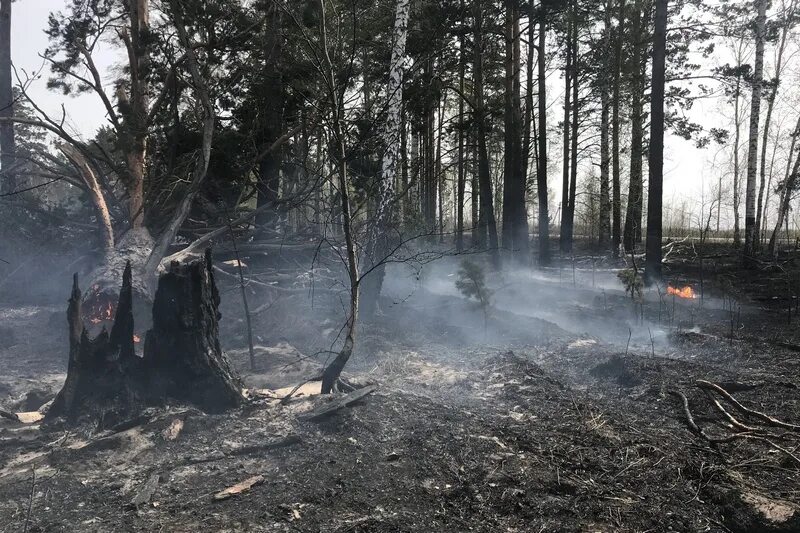 Пожар в белой лошади. Курган пожары 2023. Природные пожары. Пожар картинки. Пожары в Курганской.