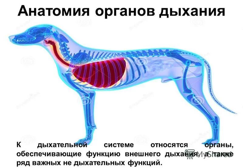 К органам дыхания не относятся. Певческий аппарат строение голосового аппарата. Составляющие дыхательной системы. Гортань орган голосообразования строение гортани. Из чего состоит дыхательная система.