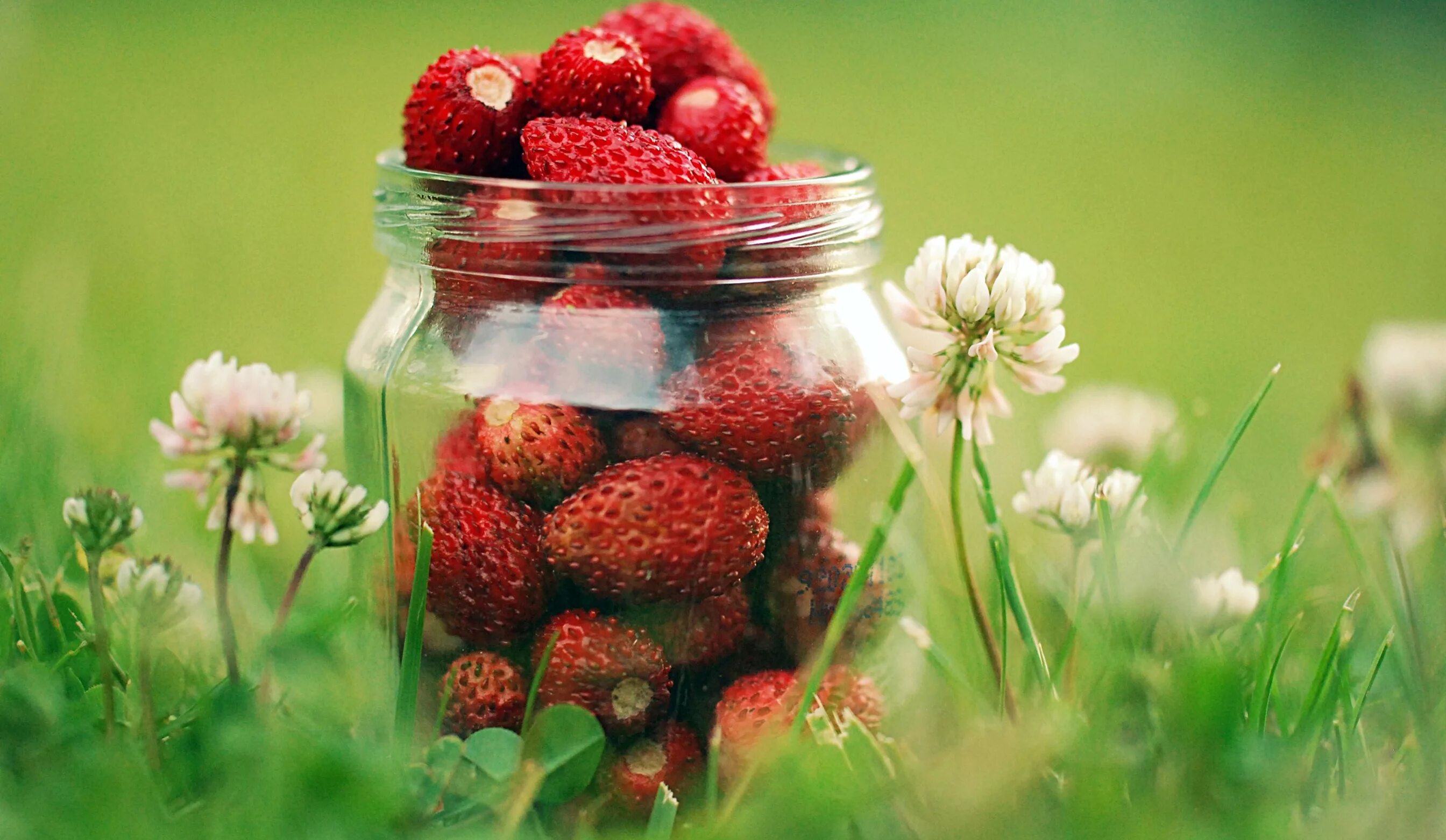 Strawberry flowers