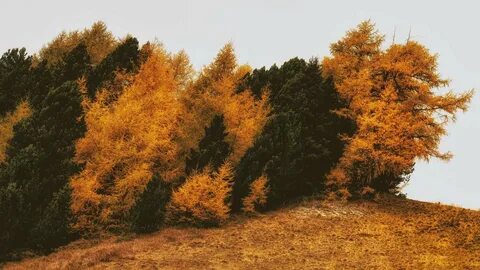 Сосна листья осенью