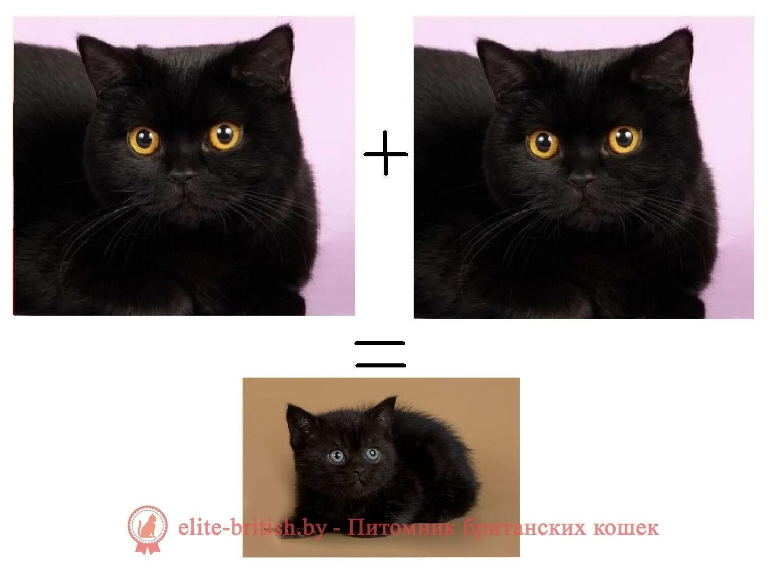 Черные котята от шотландской кошки. Британская кошка. Черный британец и шотландец отличия. Отличие британского черного кота.