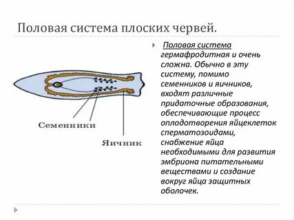 Как происходит бесполое размножение у плоских червей