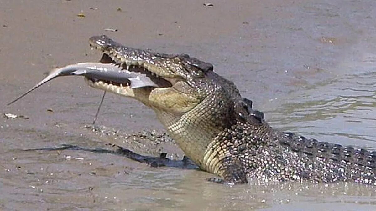 Змея крокодил акула. Гребнистый крокодил. Гребнистый крокодил и акула. Гребнистый крокодил против акулы. Аллигатор против гребнистого крокодила.