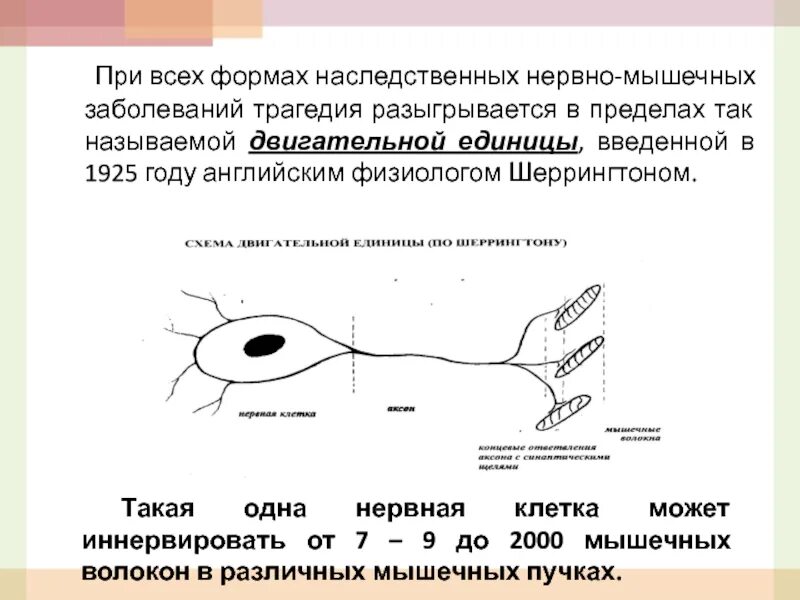 Нервно мышечные патологии. Наследственные нервно-мышечные заболевания. Наследственные заболевания нервно мышечной системы. Классификация нервно-мышечных заболеваний. Классификация наследственных нейромышечных заболеваний.