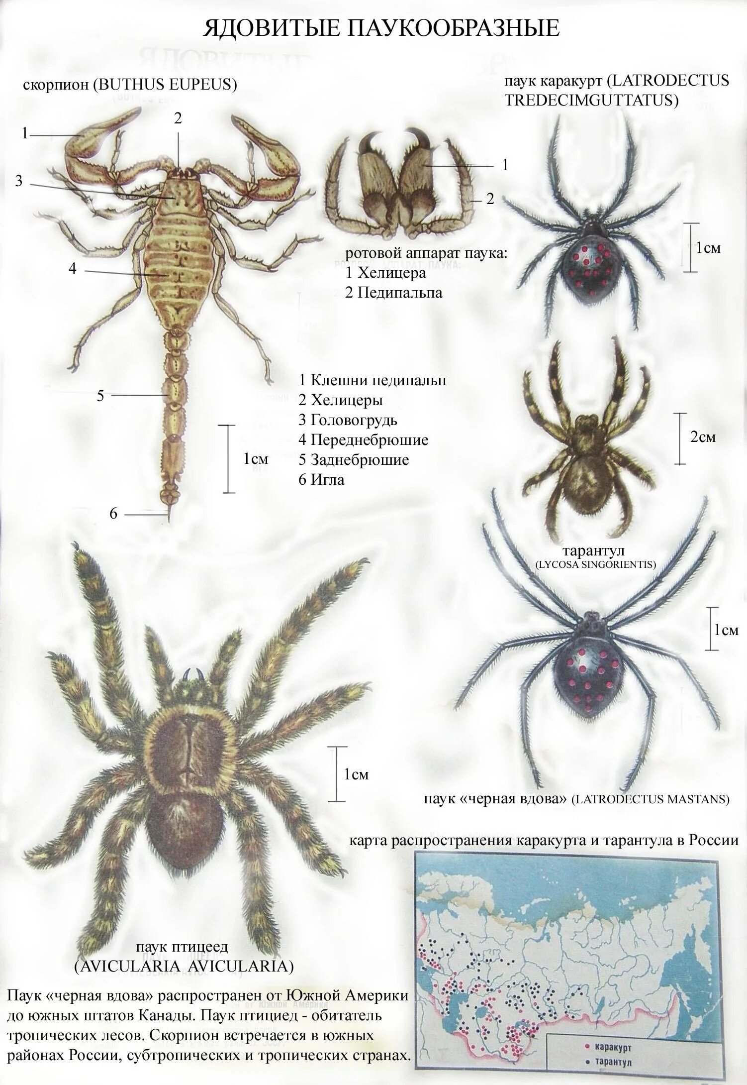 Скорпион каракурт. Паук Каракурт строение. Тарантул Каракурт птицеед. Ротовые органы паукообразных. Ядовитые паукообразные: пауки, Скорпионы..