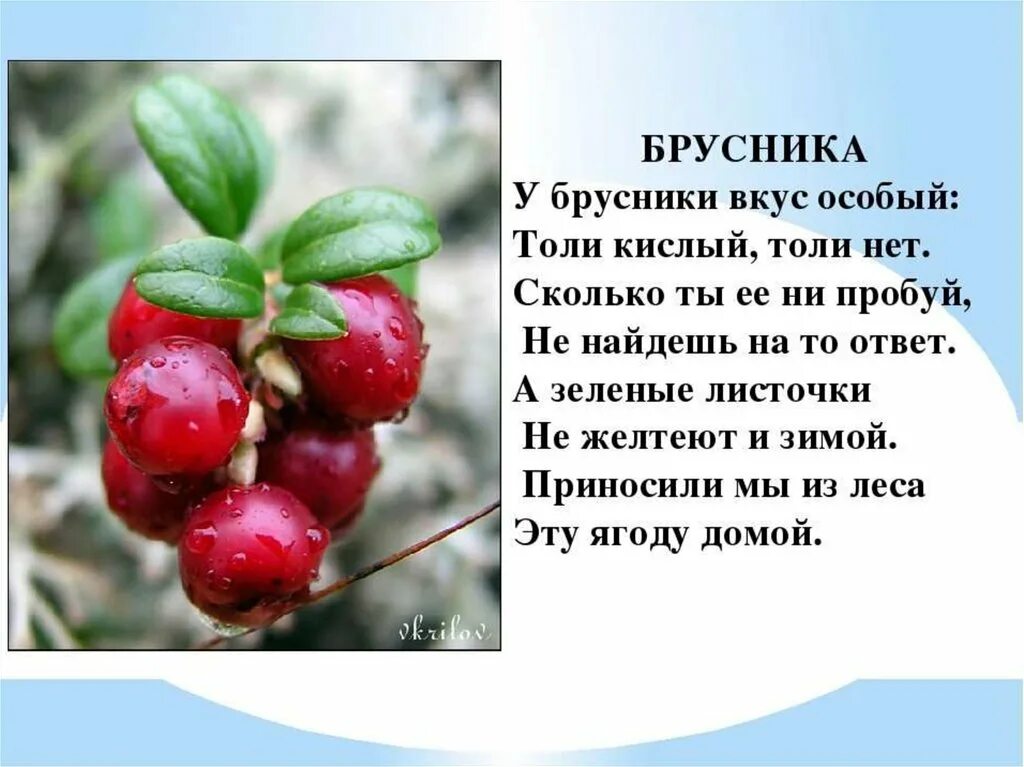 Лесные ягоды словами. Брусника описание растения. Сообщение о бруснике. Стихотворение про бруснику. Брусника информация.