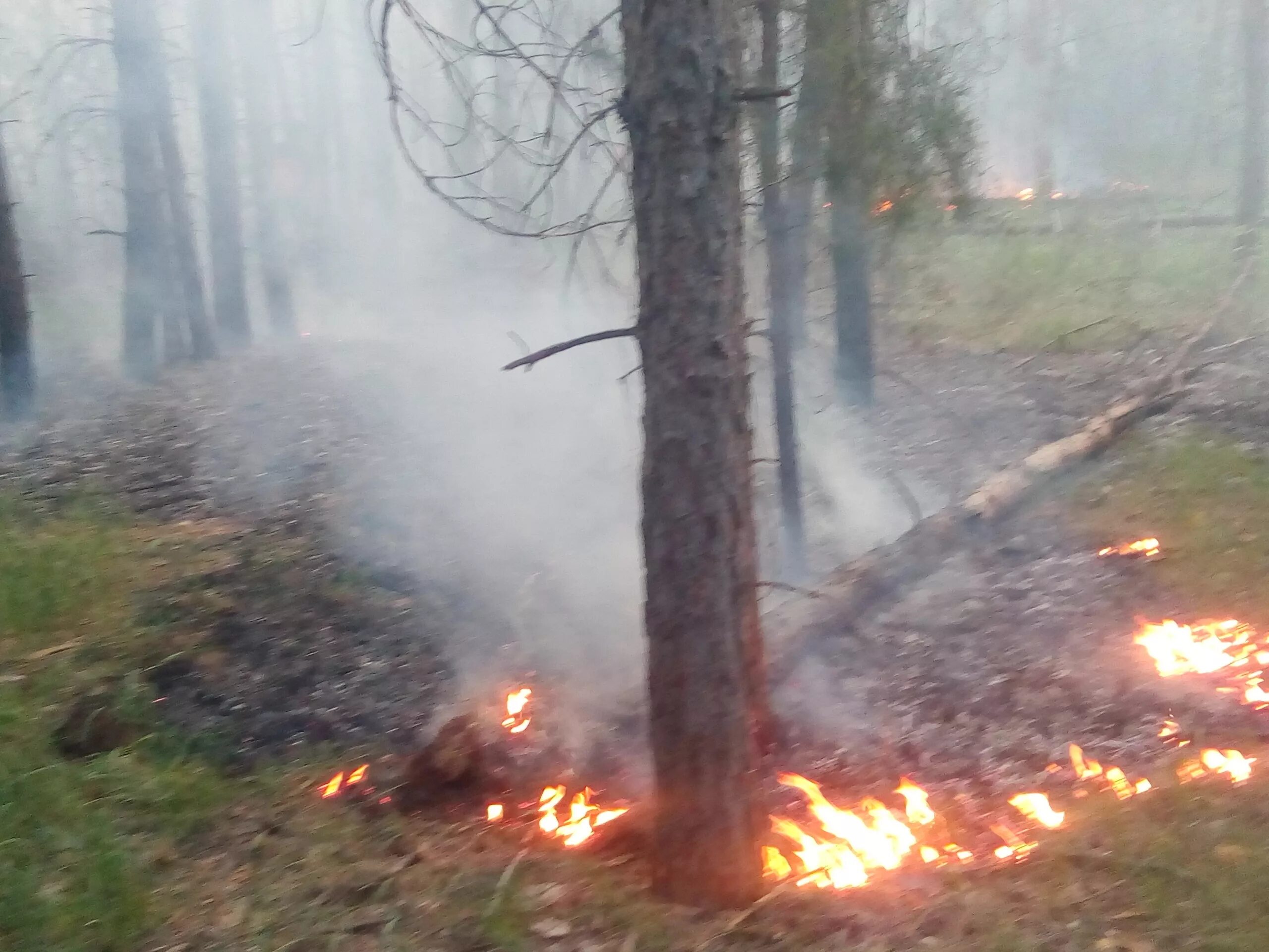 Хвойный пожар. Лесные пожары. Лесной пожар фото. Сгоревшая сосна. Низовой пожар.