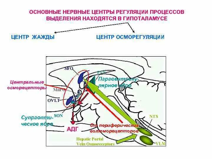 Центр голода располагается. Центр жажды в гипоталамусе. Центр осморегуляции. Регуляция процесса выделения. Центр осморегуляции гипоталамуса.