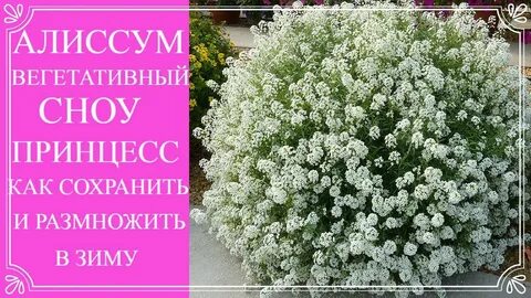 Как черенковать алиссум сноу принцесс