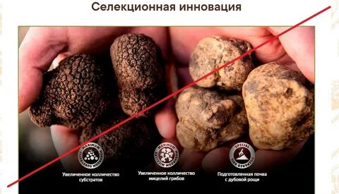 Трюфеля грибы выращивание