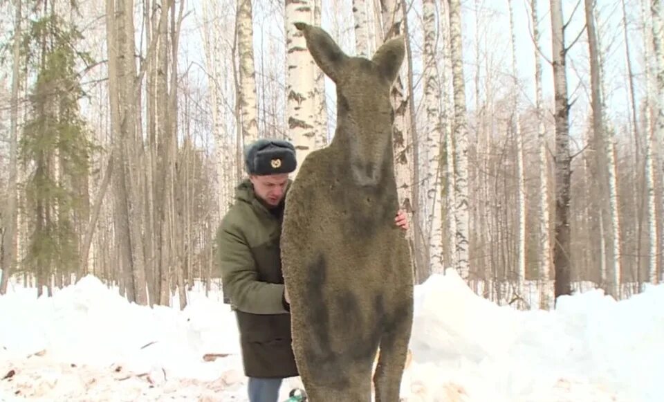 Кроме лосей. Браконьерство в Удмуртии. Лось в Удмуртии. Браконьерство в Пермском крае.