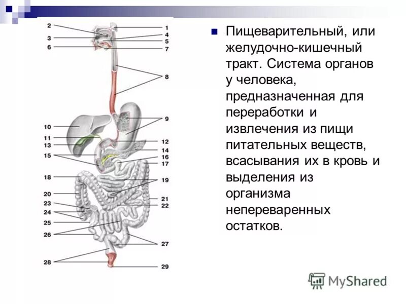 Пищеварительная система часть