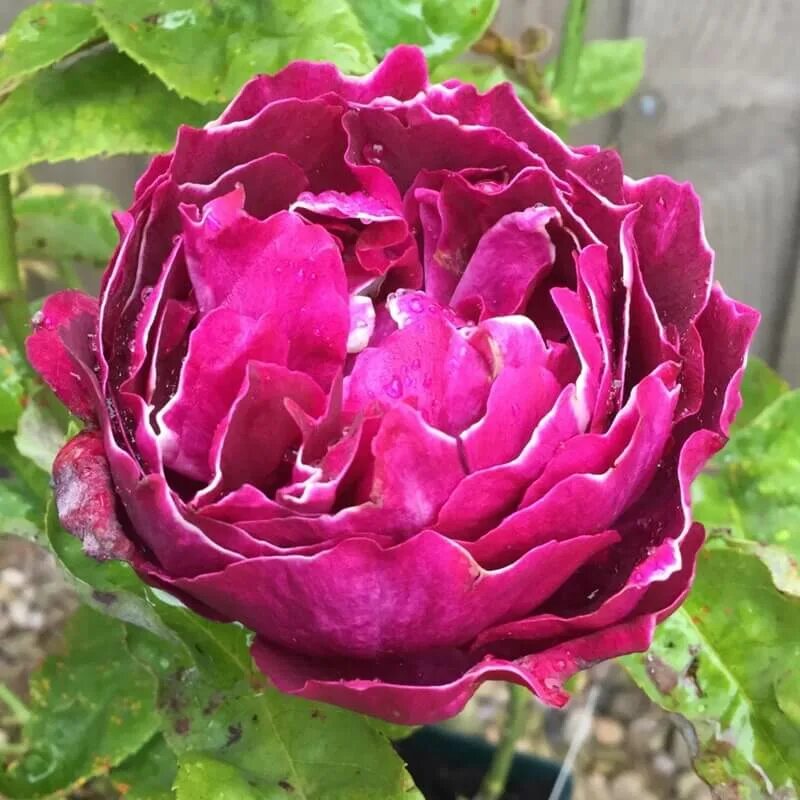 барон жиро. барон жиро. барон жиро. барон жиро. барон жиро.