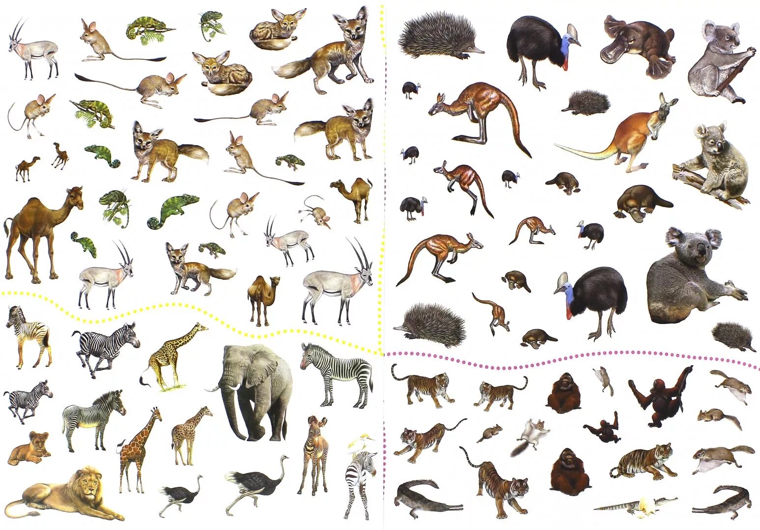 Какие животные можно показать. Животные земли. Животный мир планеты. Множество видов животных. Животные обитающие на планете земля.