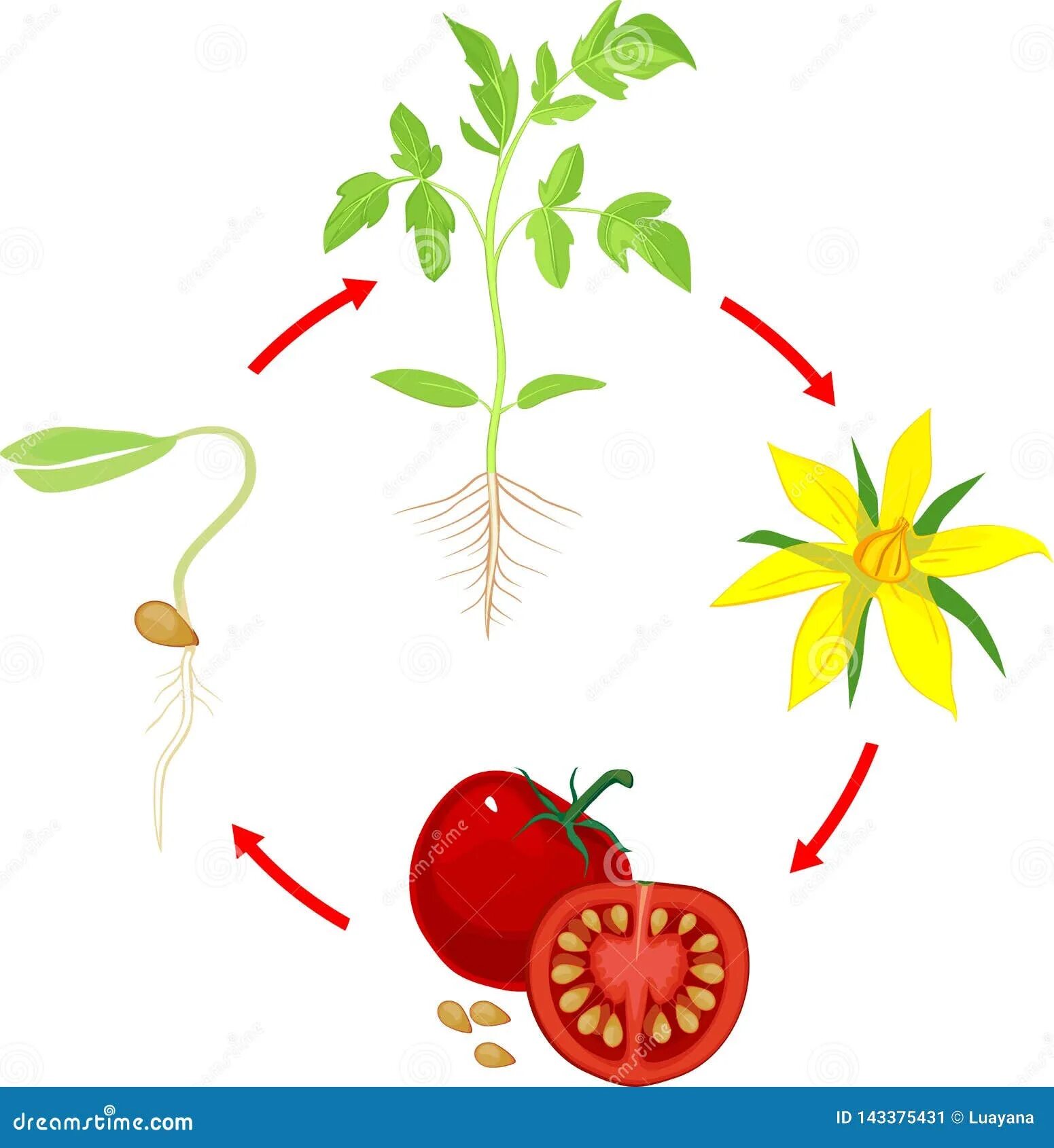 Семена томатов листья. Жизненный цикл помидор для детей. Цикл роста томатов. Этапы развития растения томата. Жизненный цикл помидор для дошкольников.