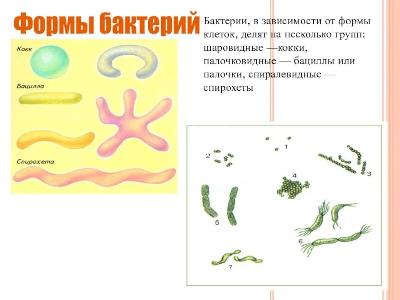 Бациллы форма клетки. Формы бактерий шаровидные, палочковидные, спиралевидные. Формы ба. Формы бактерий в зависимости от формы. Форма бактерий зависит от:.