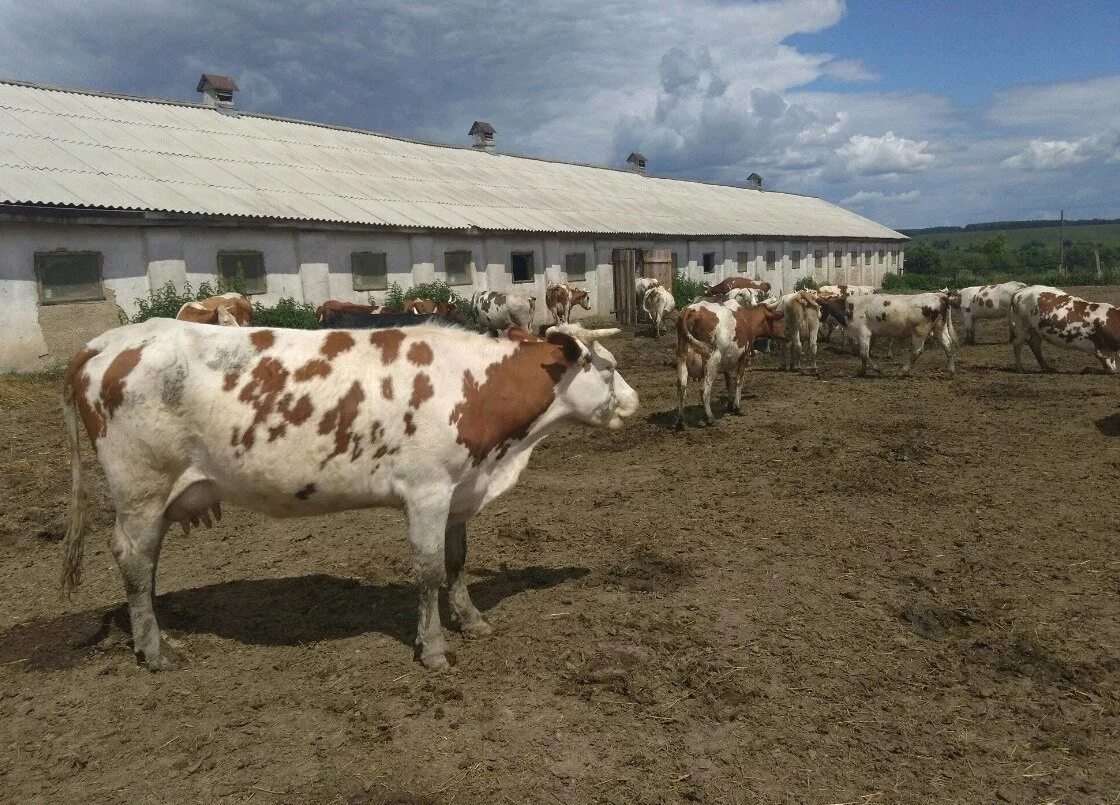 Дойная корова. Молочная ферма калужская область. Открытие фермы в колосе. Коров калужская область. Рид лейкоз крс.