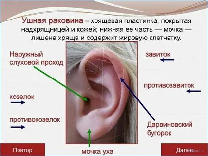Потянуть ухо