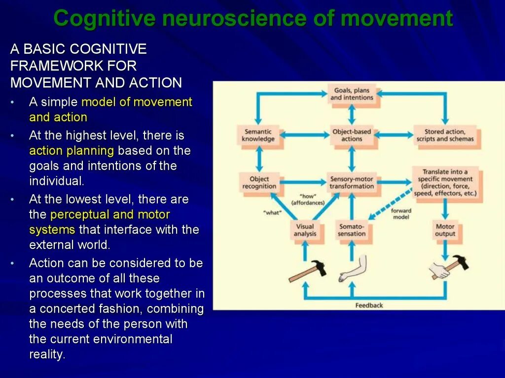Cognitive effects. Cognitive effects