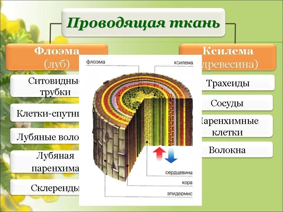 Ксилема и флоэма это ткани. Ксилема и флоэма древесина. Проводящая ткань Ксилема и флоэма. Ткани растений Ксилема флоэма.