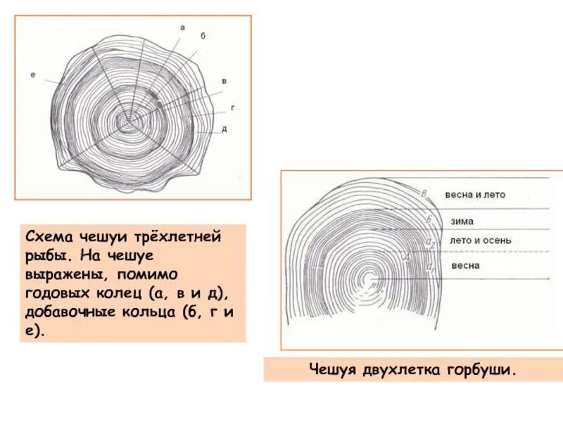 С помощью лупы рассмотрите строение отдельной чешуйки. Строение чешуи рыбы схема. рисунок чешуйки рыбы с обозначениями. годовые кольца на чешуе рыбы. как по кольцам чешуи определить возраст рыбы годовым.