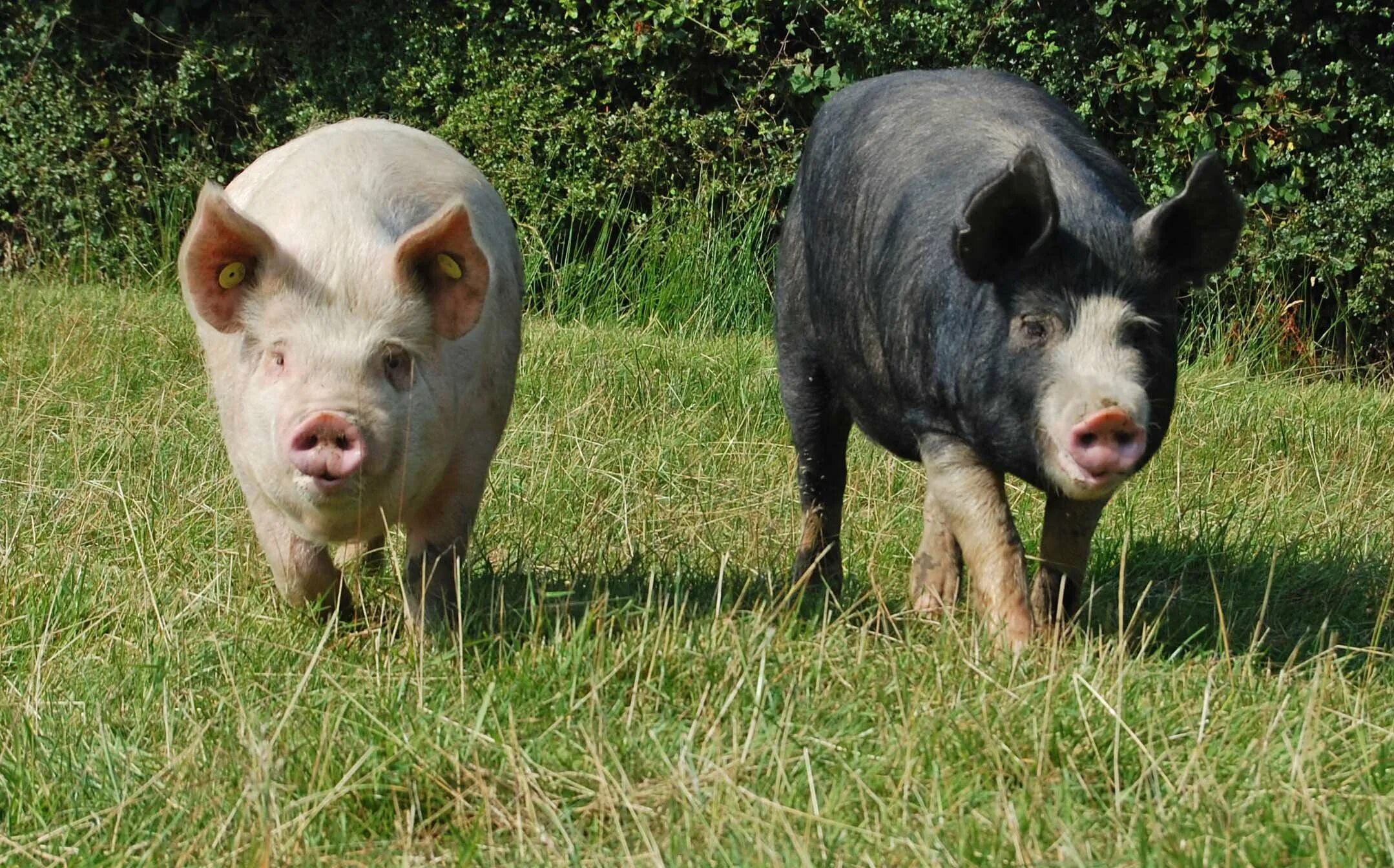 Ливенская свинья. Лакомб порода свиней. Беркширская порода свиней. Гемпширская порода свиней. Миддл Уайт порода свиней.
